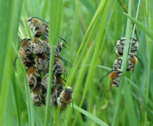 Eucera nigrescens